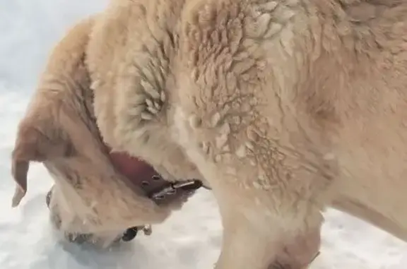 Найдена собака, Караваево, фото: Найден собака, Караваево, Московская область - в красном ошейнике, худощавый