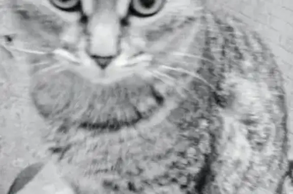 Кошки потеряшки, Березовка, фото: Потеряшка кошка, мужской, Заводская улица, 59А, Берёзовка