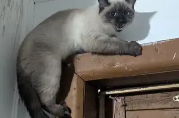 Найдена кошка, Ханты-Мансийск, фото: Найден кот, улица Шевченко, 24, Ханты-Мансийск - молодой и ласковый