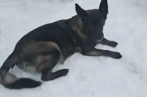 Найденные животные Дедиловское, фото: Найдена собака, 70К-215, Дедиловское сельское поселение - похожа на бельгийскую овчарку