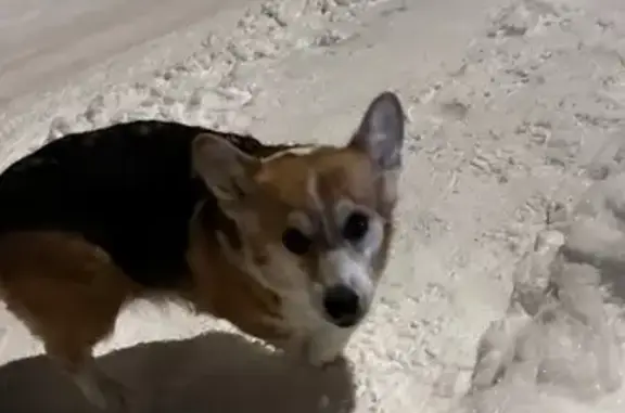 Найдена собака, Кстово, фото: Найдена собака, Школьная улица, 16, Кстово