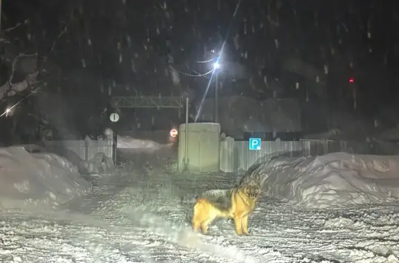Найдена собака, Куярское, фото: Найдена собака, Пенсионерские горки, Куярское - немецкая овчарка в ошейнике