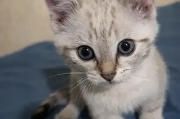 Пропал кот, Жигулёвская улица, 2, Тюмень - бело-серый с полосками - photo