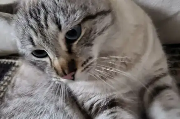 Найдена кошка, Краснодар, фото: Найден кот, проезд Энгельса, 42, Краснодар - голубые глаза, серая шерстка