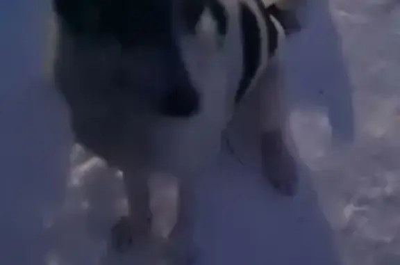 Найдена собака, Новозавидовский, фото: Найдена собака, Транспортная улица, 15, Новозавидовский - белая с большими черными пятнами