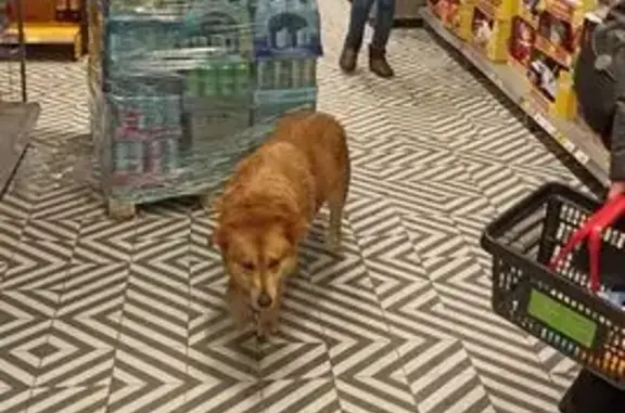 Найдена собака, Тула, фото: Найдена собака, женский пол, улица Шухова, 6, Тула