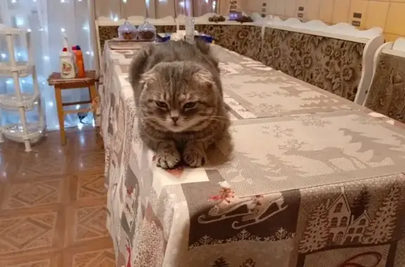 Пропал кот, переулок Космонавтов, 75, Красный Сулин - серый вислоухий - photo