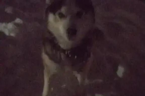 Пропал собака, 2-я Красноармейская улица, 53, Тейково - хаски, разноглазый - photo