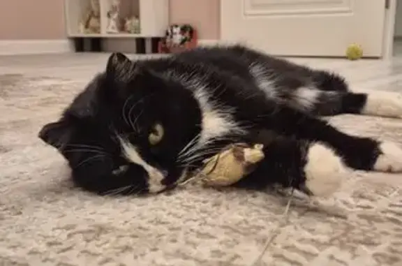 Найдена кошка, Боровский, фото: Найдена кошка, Боровский, Тюменская область - ласковая и контактная