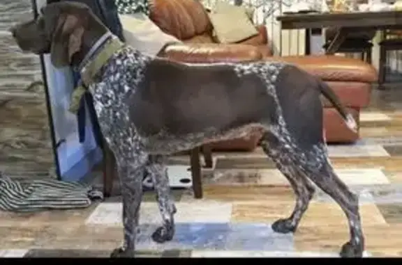 Пропал собака, Медвёдовская, Краснодарский край - курцхаар в коричневом ошейнике - photo