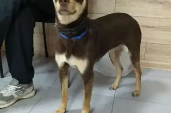 Найдена собака, улица Шевченко, 201, Анапа - photo