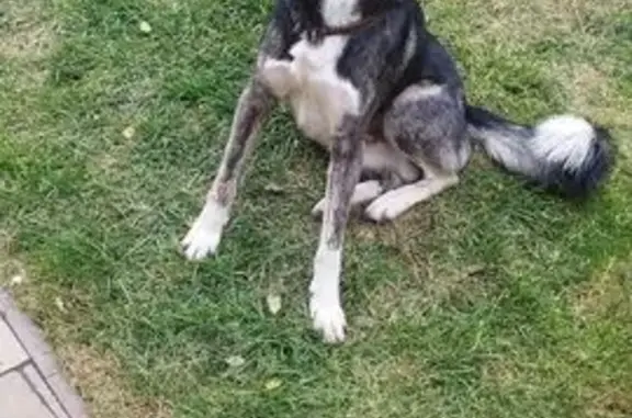 Пропал собака, Трубная улица, 12, Самара - серый окрас с белыми пятнами - photo