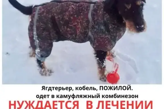 Собаки потеряшки, район Коммунарка, фото: Потеряшка собака, проспект Куприна, район Коммунарка - чёрный с коричневым подпалом