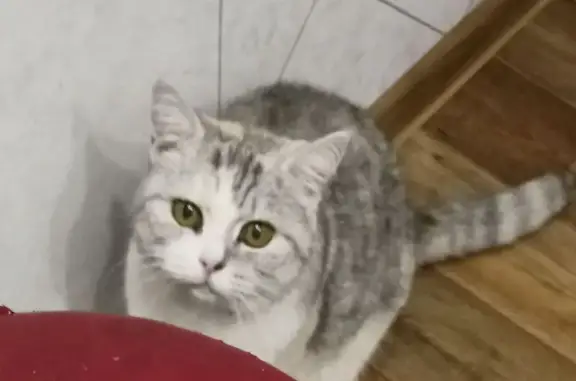 Пропала кошка, улица Белякова, 19, городской округ Рязань - трёхцветная, с красным ошейником - photo