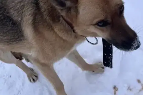 Найдена собака, Нижний Тагил, фото: Найдена собака, Красногвардейская улица, 59/2, Нижний Тагил - добрая и пугливая