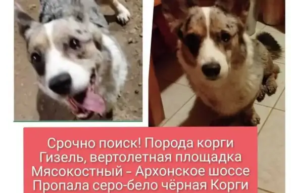 Пропала собака, Владикавказ, Северная Осетия — Алания - photo