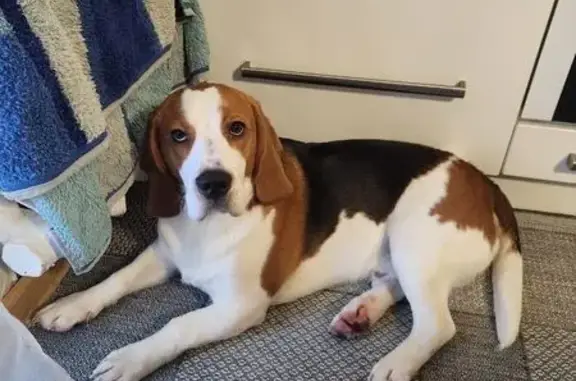 Пропал собака, 27К-175, Черняховск - бигль по кличке Арчи - photo