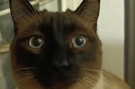 Пропал кот, проспект Победы, 2, Челябинск - photo