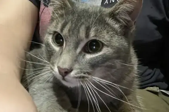 Найдена кошка, Москва, фото: Найден кот, Кировоградская улица, 44 к1, Москва - дымчато-серый с полосками