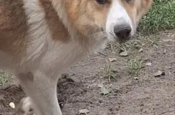 Пропал собака, 5-я Стрелецкая улица, 5, Курск - бело-рыжий окрас - photo