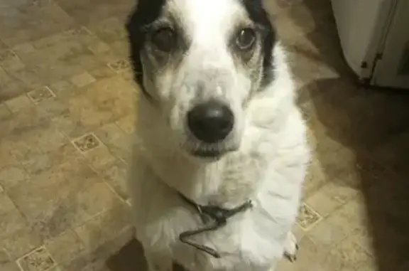 Найдена собака, Нижний Новгород, фото: Найдена собака, Волнистая улица, Нижний Новгород - черно-белая, ласковая