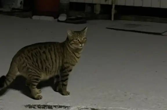 Пропал кот, улица 3-го Интернационала, 57, Крымск - смесь с бенгальским - photo