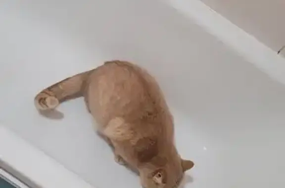 Пропал кот, улица Яблочная, Булгаково - бежевый окрас, ранена задняя лапа - photo