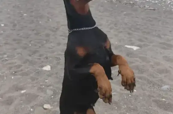 Пропала собака, Воронежская улица, 47Д, Краснодар - девочка доберман в наморднике - photo