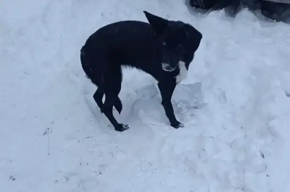 Поиск домашних животных, фото: Найдена собака, Южная улица, 17А, Люберцы - черная с белой грудкой