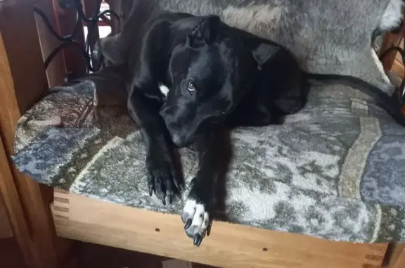 Пропала собака, Меньково, Ленинградская область - девочка с белой грудкой - photo