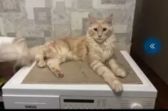 Кошки потеряшки, Тула, фото: Потеряшка кот, улица Седова, 49, Тула - надорванное ухо