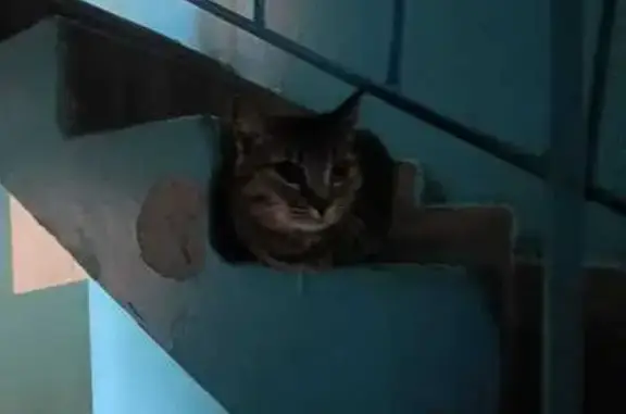 Найдена кошка, Стрежевой, фото: Найдена кошка, Стрежевой, Томская область - лесного окраса