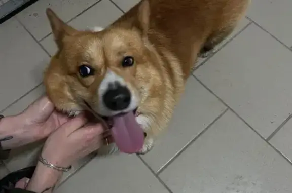 Найдена собака, Краснодар, фото: Найдена собака, мужской пол, Восточно-Кругликовская улица, 64/1, Краснодар