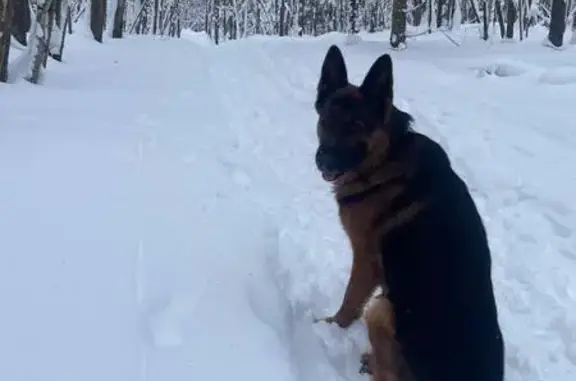 Пропал собака, 58Н-269, 150, Богословка - немецкая овчарка с куцым хвостом - photo