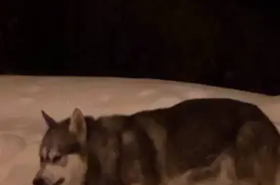 Найдена собака, Томск, фото: Найдена собака, Басандайская улица, 94, Томск