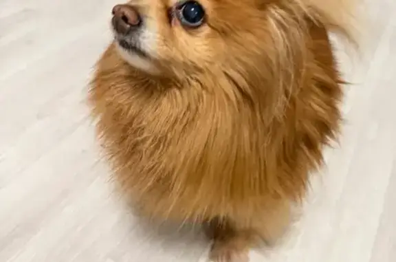 Найдена собака, Саранск, фото: Найдена собака, улица Пушкина, 30, Саранск - очень ласковая