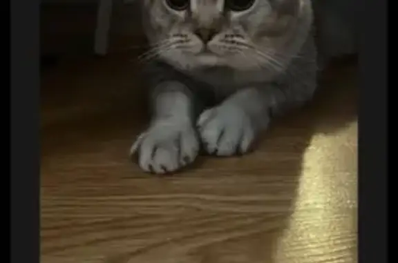 Пропал кот, улица Адмирала Макарова, 31П, Туапсе - серый вислоухий - photo