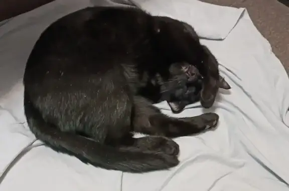 Объявления о пропавших и найденных животных, Нижний Тагил, фото: Найден кот, улица Пархоменко, 99, Нижний Тагил - черная блестящая шерсть