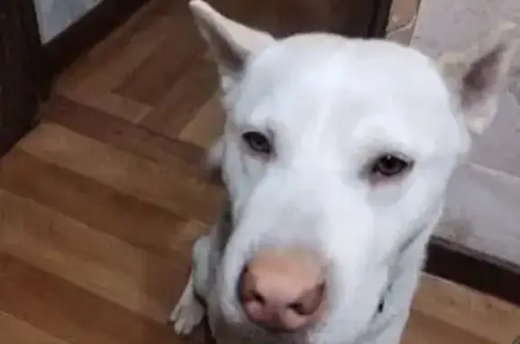 Пропал собака, Придорожная улица, 31, сельское поселение Детчино - черный ошейник с адресником - photo