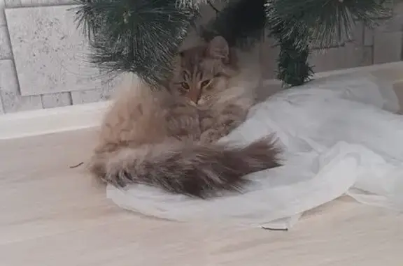 Пропал кот, Петровское, Ярославская область - photo