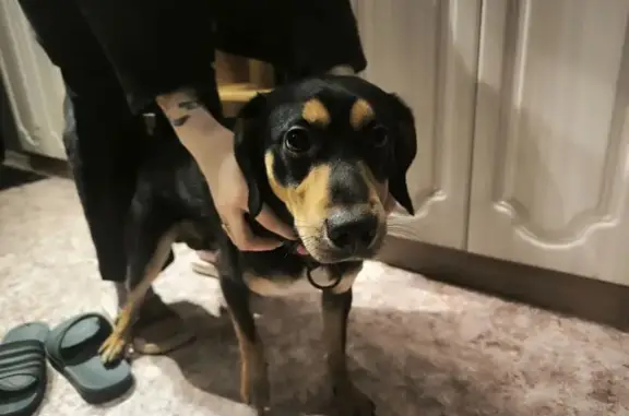 Найдена собака, Томск, фото: Найдена собака, кобель с ошейником, Учебная улица, 46, Томск