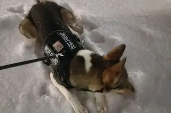 Найдена собака, Санкт-Петербург, фото: Найден собака, улица Карпинского, 14, Санкт-Петербург - молодой не кастрированный мальчик