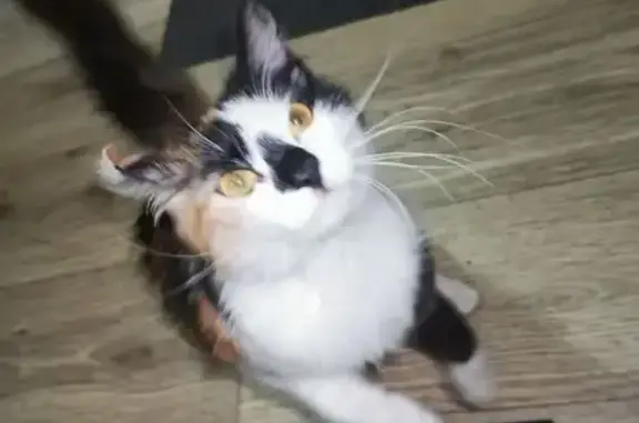 Найдена кошка, Новочеркасск, фото: Найдена кошка, проспект Ермака, 36, Новочеркасск - трёхцветная с чёрным ошейником