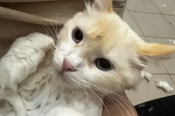 Пропала кошка, улица Серёгина, 3, Москва - белая короткошёрстная с голубыми глазами - photo