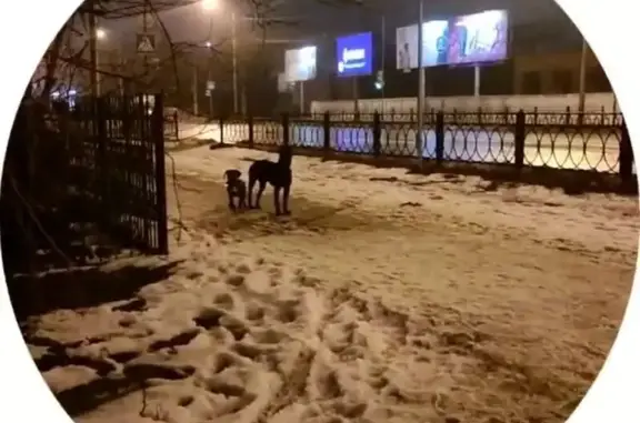 Найдена собака, Астрахань, фото: Найдена собака, улица Адмирала Нахимова, 203А, Астрахань - большая и маленькая в ошейниках