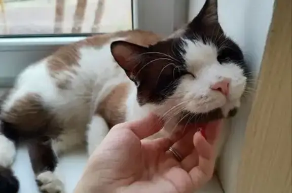 Пропал кот, переулок Баумана, 86, Ставрополь - светло голубые глаза, длинный хвост - photo