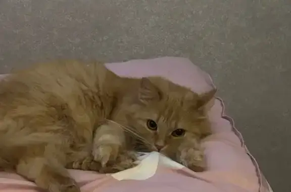 Пропала кошка, Интернациональная улица, 179/3, Уфа - рыжая, пушистая, взрослая - photo