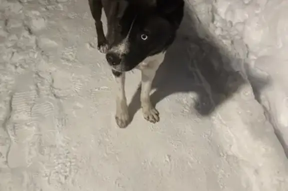 Найдена собака, Пенза, фото: Найдена собака, Ново-Казанская улица, 6, Пенза - ухоженная с разными глазами