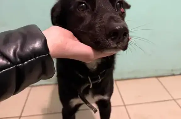 Найдена собака, Ростов-на-Дону, фото: Найден собака, мужской, улица Зорге, 31, Ростов-на-Дону - очень добрый и умный пёс