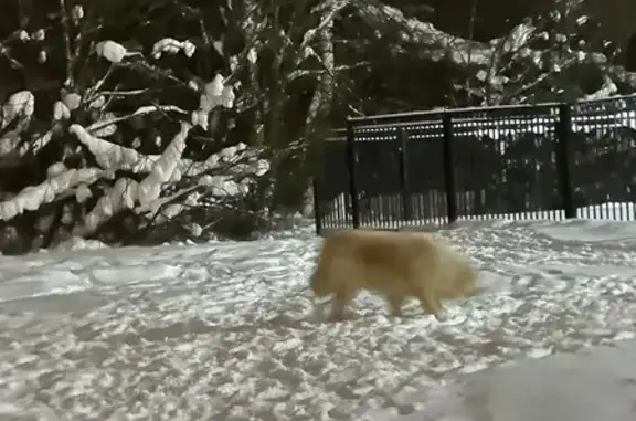 Найдена собака, Санкт-Петербург, фото: Найдена собака, улица Коммуны, Санкт-Петербург - светлый окрас, длинная шерсть